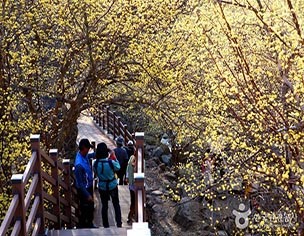 전남 구례 산수유꽃축제