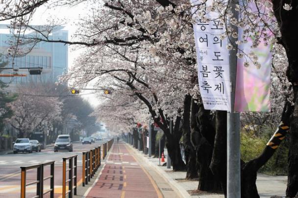 서울 영등포구 여의서로 벚꽃 개화 풍경 <사진=영등포구>