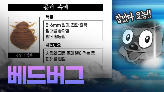 싸바나