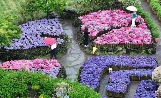 비 내리는 26일 제주 서귀포의 정원 <사진=연합뉴스>