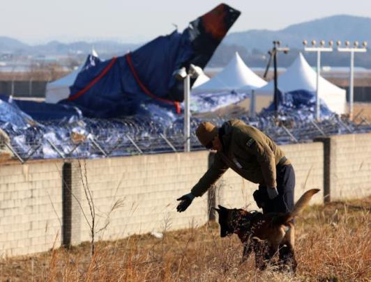 제주항공 참사 현장 경찰 수색견 투입 <사진=연합뉴스>