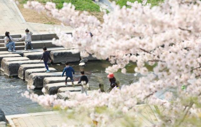 벚꽃 만개한 양재천 <사진=연합뉴스>