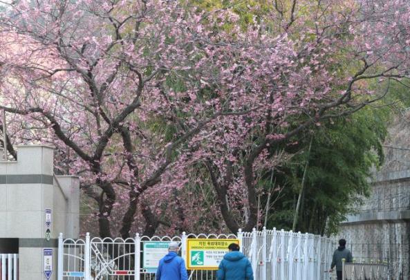 춘분을 하루 앞둔 19일 부산 수영구 배화학교 화단에 핀 벚꽃 <사진=연합뉴스>