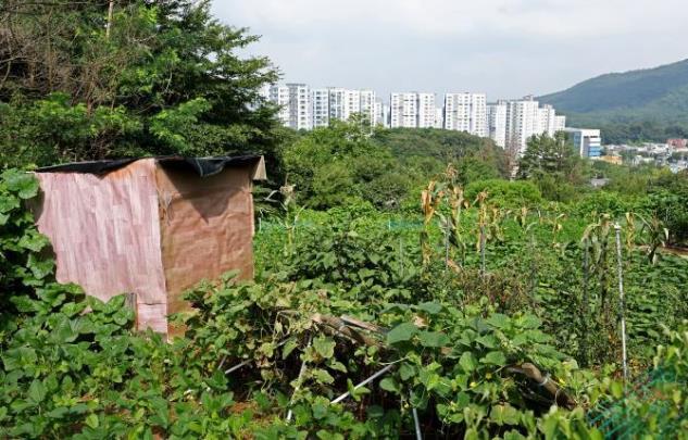 그린벨트 너머 아파트 <사진=연합뉴스>