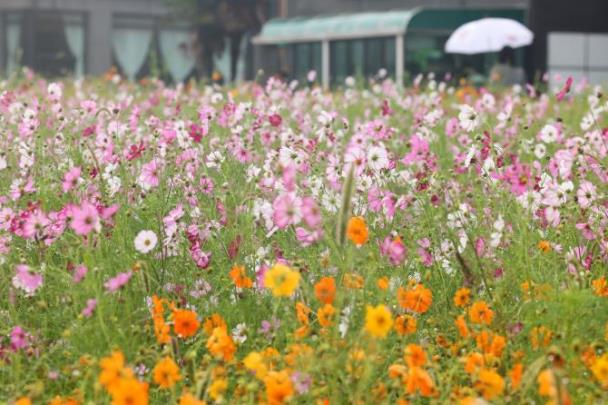 코스모스 사이로 비내리는 제주 <사진=연합뉴스>