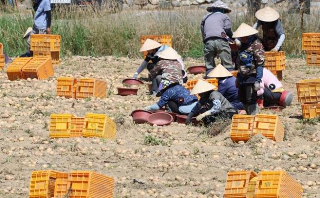 강릉의 한 농촌에서 일하는 외국인 노동자들 <사진=연합뉴스>