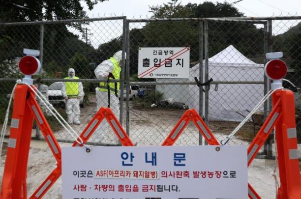아프리카돼지열병 발생, 긴급 방역 중 <사진=연합뉴스>