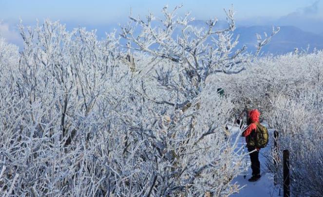 1일 상고대 활짝 핀 태백산 <사진=연합뉴스>
