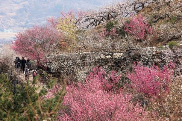 봄꽃 핀 광양 매화마을 <사진=연합뉴스>