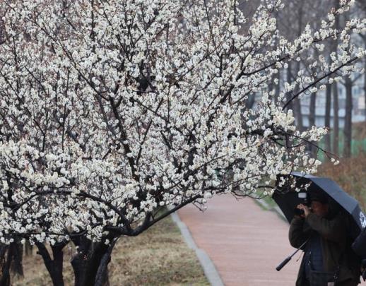 서울 성동구 하동매실거리에 활짝 핀 매화 <사진=연합뉴스>