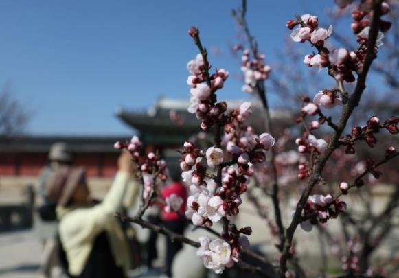 서울 종로구 창경궁에 핀 매화 <사진=연합뉴스>