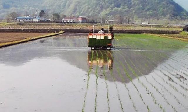 모내기, 농지 <사진=연합뉴스>