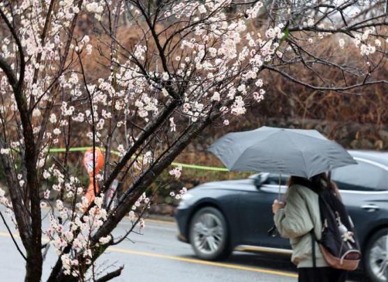 봄비와 봄꽃 <사진=연합뉴스>