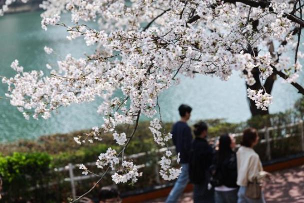 서울 송파구 석촌호수에 핀 벚꽃 <사진=연합뉴스>