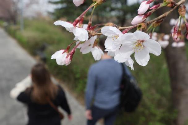 여의도 윤중로의 벚꽃 <사진=연합뉴스>