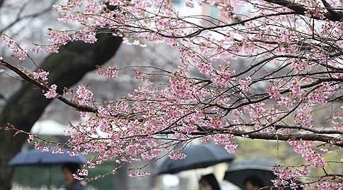 봄꽃과 봄비 <사진=연합뉴스>